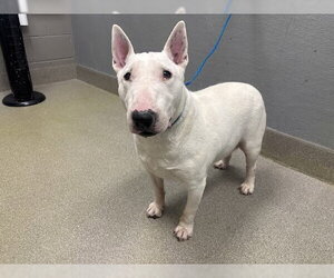 Bull Terrier-Unknown Mix Dogs for adoption in Las Vegas, NV, USA