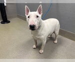 Small Bull Terrier Mix
