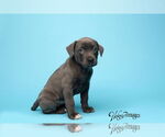 Small #11 American Pit Bull Terrier-German Shepherd Dog Mix