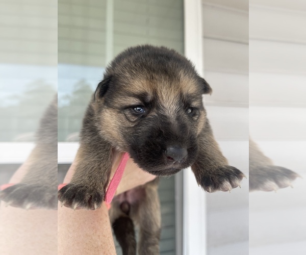 Medium Photo #1 German Shepherd Dog Puppy For Sale in CONWAY, SC, USA