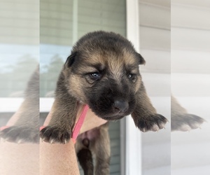 German Shepherd Dog Puppy for sale in CONWAY, SC, USA
