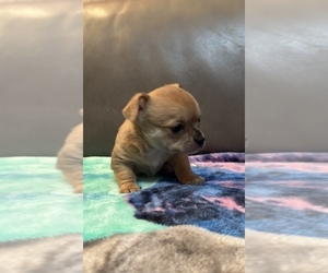 Chihuahua Puppy for Sale in TWINING, Michigan USA