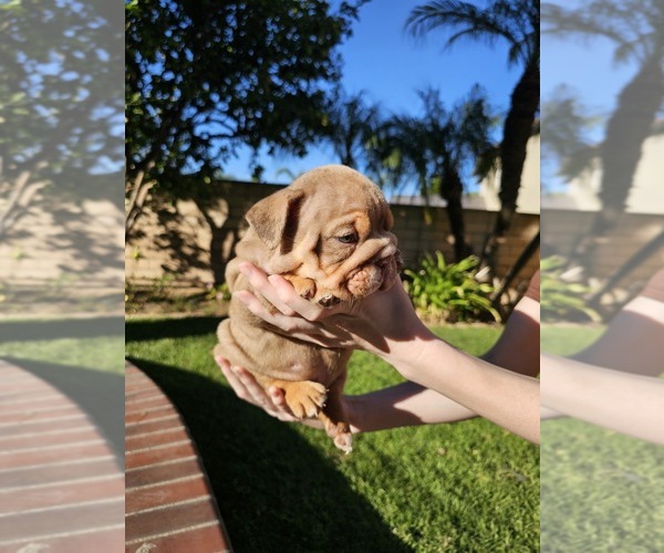 Medium Photo #1 Bulldog Puppy For Sale in RIVERSIDE, CA, USA