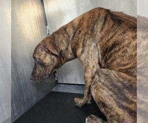 American Staffordshire Terrier-Unknown Mix Dogs for adoption in San Antonio, TX, USA
