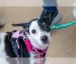 Small #1 Chihuahua Mix