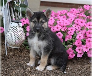 German Shepherd Dog-Siberian Husky Mix Puppy for sale in FREDERICKSBG, OH, USA