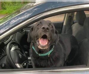 Shadow (King) Havard - Male Labrador Retriever-Unknown Mix Dog for Adoption - Photo #6