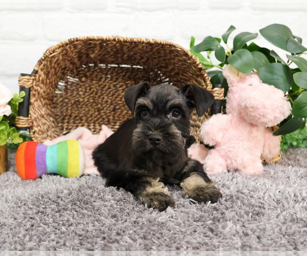 Medium Photo #6 Schnauzer (Miniature) Puppy For Sale in SYRACUSE, IN, USA