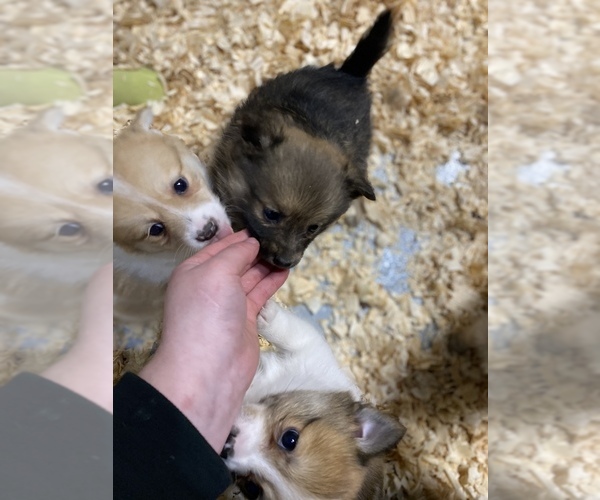 Medium Photo #6 Finnish Spitz-Pomeranian Mix Puppy For Sale in MONCLOVA, OH, USA
