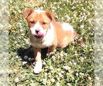 Small Mutt