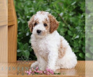 Goldendoodle (Miniature) Puppy for sale in EPHRATA, PA, USA