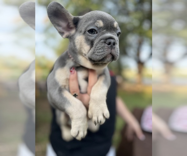 Medium Photo #2 French Bulldog Puppy For Sale in CRYSTAL CITY, TX, USA