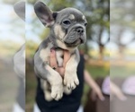 Small Photo #10 French Bulldog Puppy For Sale in CRYSTAL CITY, TX, USA