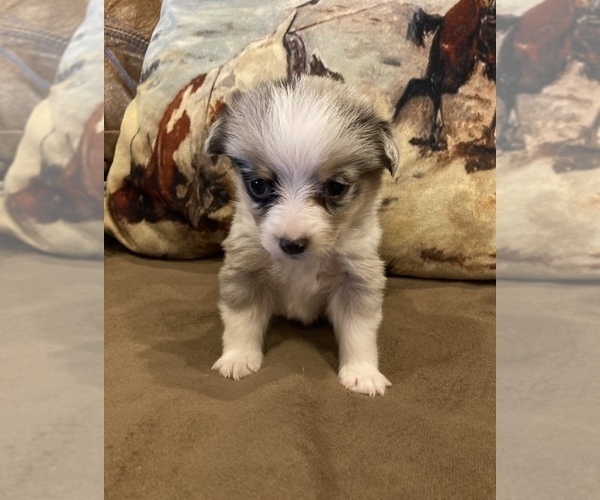 Medium Photo #4 Aussie-Corgi Puppy For Sale in LUBBOCK, TX, USA
