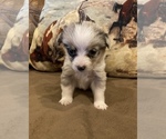 Small Photo #4 Aussie-Corgi Puppy For Sale in LUBBOCK, TX, USA