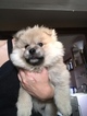 Small Photo #3 Pomsky Puppy For Sale in EAST HAVEN, CT, USA