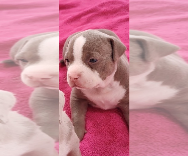 Medium Photo #18 American Bully Puppy For Sale in COUDERSPORT, PA, USA
