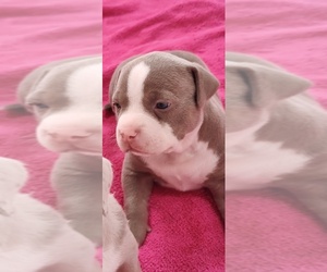 Medium American Bully