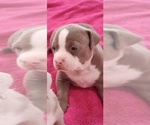 Puppy Puppy 5 Daisey American Bully
