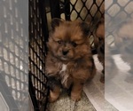 Small Photo #1 Pomeranian Puppy For Sale in FAIRVIEW HEIGHTS, IL, USA