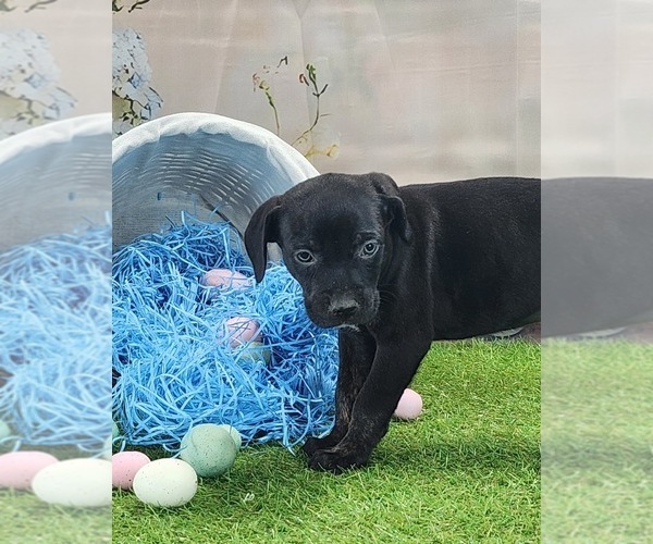 Medium Photo #13 Catahoula Leopard Dog Puppy For Sale in CUMBY, TX, USA
