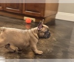 Small Photo #7 French Bulldog Puppy For Sale in OAKDALE, CA, USA
