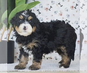 Mal-Shi Puppy for sale in NEW PROVIDENCE, PA, USA