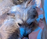 Small Photo #1 YorkiePoo Puppy For Sale in GOLDEN, CO, USA