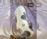 Small Photo #11 Boston Terrier Puppy For Sale in MINERAL WELLS, WV, USA