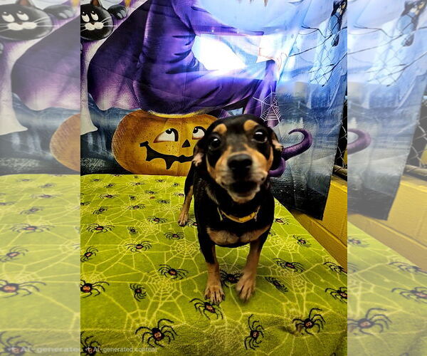 Medium Photo #2 Chihuahua-Unknown Mix Puppy For Sale in Metairie, LA, USA