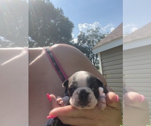Boston Terrier Puppy for sale in FREDONIA, KS, USA