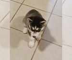 Small #1 Siberian Husky