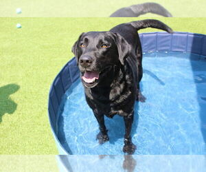 Labrador Retriever Dogs for adoption in Chestertown, MD, USA