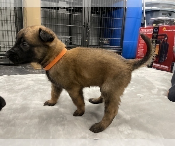 Medium Photo #55 Belgian Malinois Puppy For Sale in REESEVILLE, WI, USA