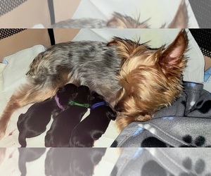 Yorkshire Terrier Puppy for sale in PEORIA HEIGHTS, IL, USA