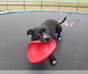 Raven - Female Retriever -Unknown Mix Dog for Adoption - Photo #5