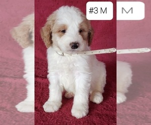 Double Doodle Puppy for sale in HOPKINSVILLE, KY, USA