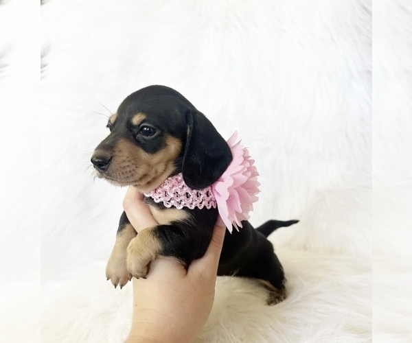 Medium Photo #10 Dachshund Puppy For Sale in DAVIS, CA, USA