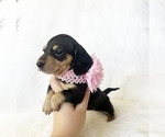 Small #9 Dachshund