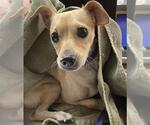 STU - Male Chihuahua Dog for Adoption - Small photo