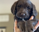 Small Photo #11 Labradoodle Puppy For Sale in PUEBLO, CO, USA
