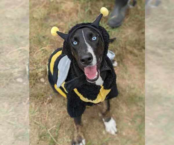 Medium Photo #3 Siberian Husky-Unknown Mix Puppy For Sale in Anniston, AL, USA