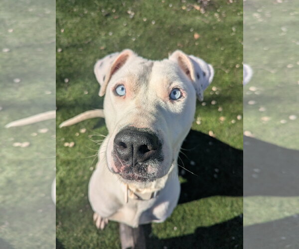 Medium Photo #3 American Pit Bull Terrier-Catahoula Leopard Dog Mix Puppy For Sale in Calhoun, GA, USA