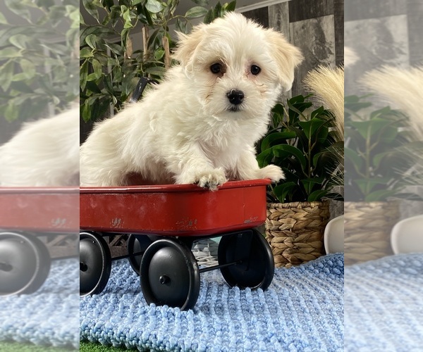 Medium Photo #3 Coton de Tulear Puppy For Sale in CANOGA, NY, USA