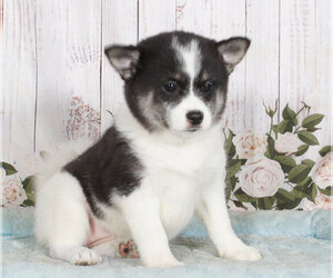 Pomsky Puppy for sale in PENNS CREEK, PA, USA