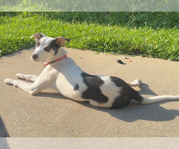 Medium Photo #2 Siberian Husky-Unknown Mix Puppy For Sale in Aurora, IN, USA