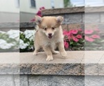 Image preview for Ad Listing. Nickname: Prince pom