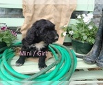 Small Photo #2 Bordoodle Puppy For Sale in EZEL, KY, USA