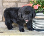 Small #4 Newfoundland