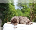 Small #10 ShihPoo